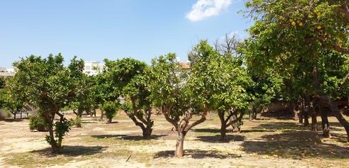 קובץ:2024-11-26T06 35 11.517002532777.jpg