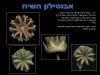 אבוטילון השיח- ממצגת השוואת המינים בישראל 2002 עוזגולן.jpg