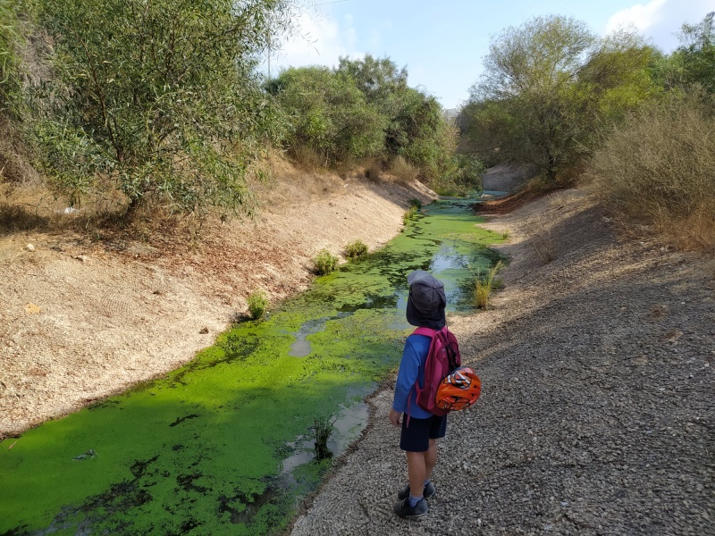 קובץ:אגניחמצוןראשלצא1.jpg