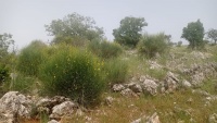 אחירתם החורש +2 22.5.23 הר-נמנמן חרמון ש-5.jpg