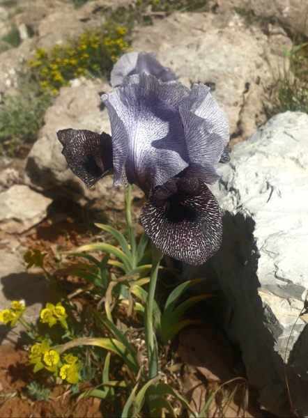 קובץ:אירוס ווסטי 10.5.23 עמק-בולען מרס-5.jpg