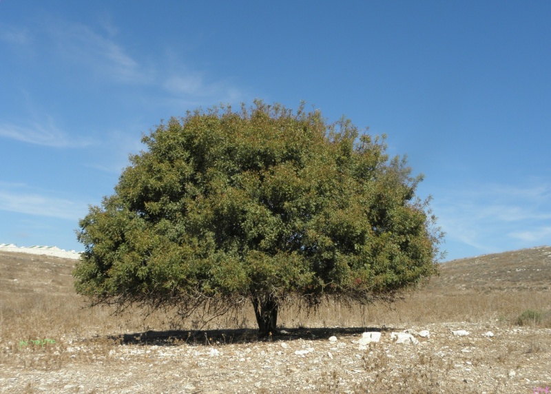 קובץ:אלה.jpg