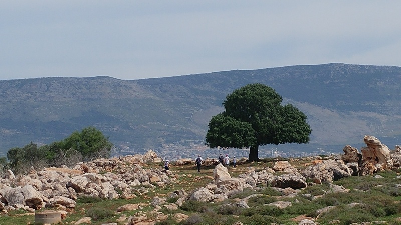 קובץ:אלה אטלנטית אשחר.jpg