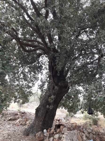 קובץ:אלוןברוכין.jpg