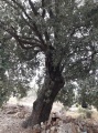 תמונה ממוזערת לגרסה מתאריך 07:22, 7 באוגוסט 2020