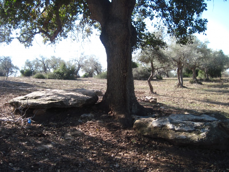 קובץ:אלוןתבורוסלעים.JPG