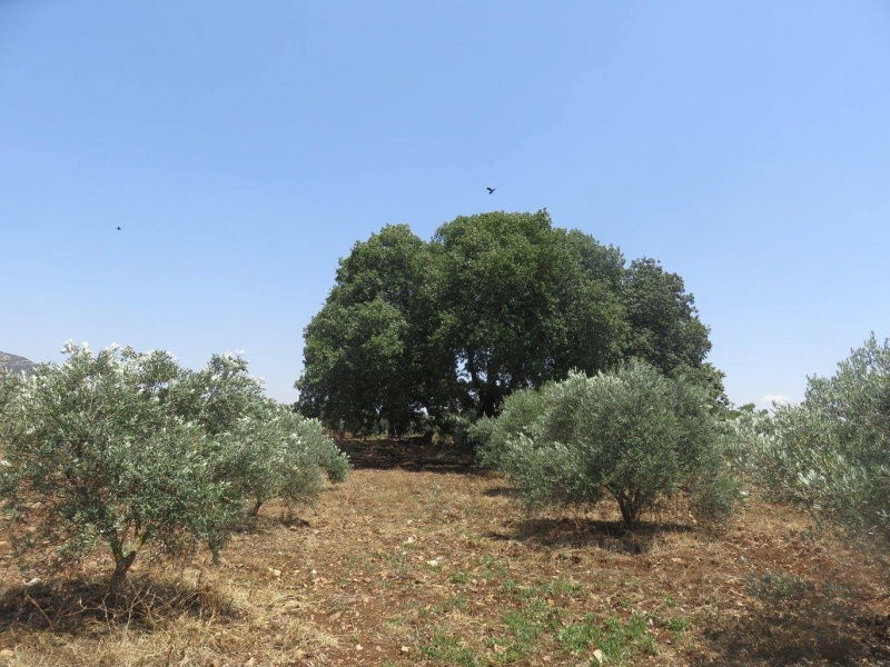 קובץ:אלונינביחלד.jpg