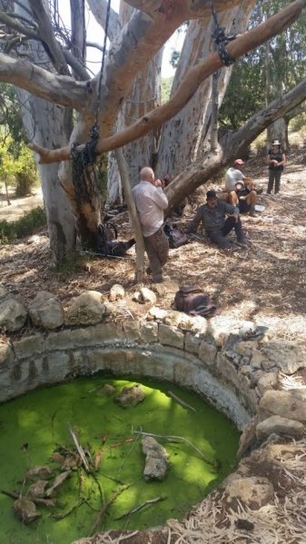 קובץ:אקליפטוס עין מירב.jpg