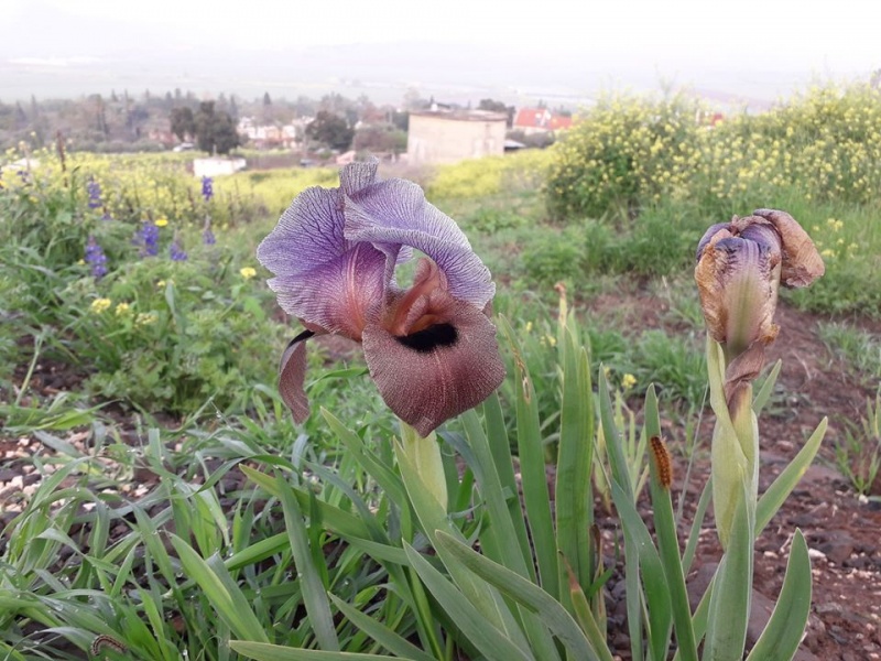 קובץ:ארוסגלבעביתשטה.jpg