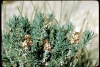 אשליל שעיר 29.1.981 נ. צאלים שמידע.jpg