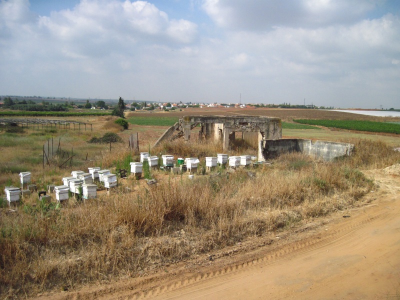 קובץ:באריציץ.JPG