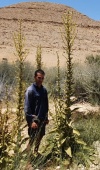 בוצין סיני 23.6.23 נ.ניצנה אמצעי 760מ ש-3.jpeg