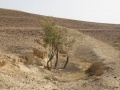 תמונה ממוזערת לגרסה מתאריך 08:24, 22 באפריל 2017