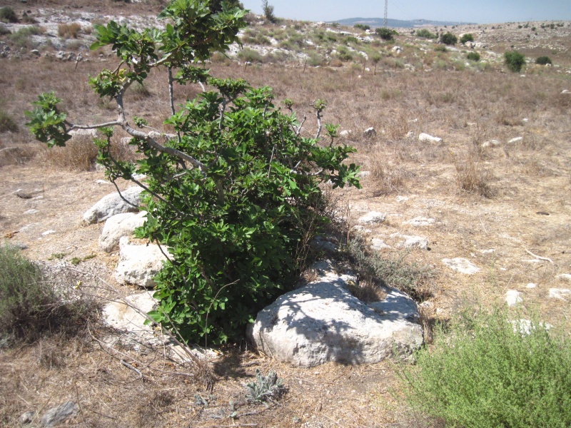 קובץ:בירעגלגל.JPG