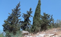 ברוש מצוי צריפי+אופקי 4.6.21 נ.כפירה ש-3.jpeg