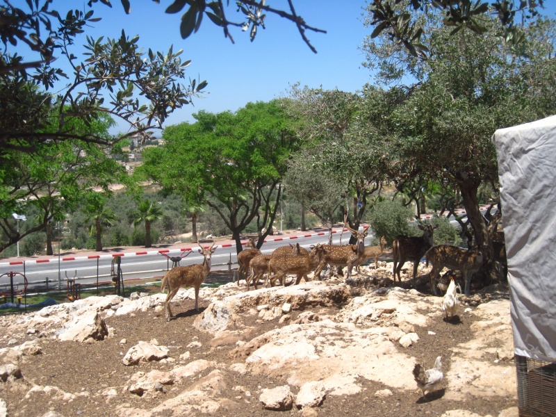 קובץ:גמביבר.JPG