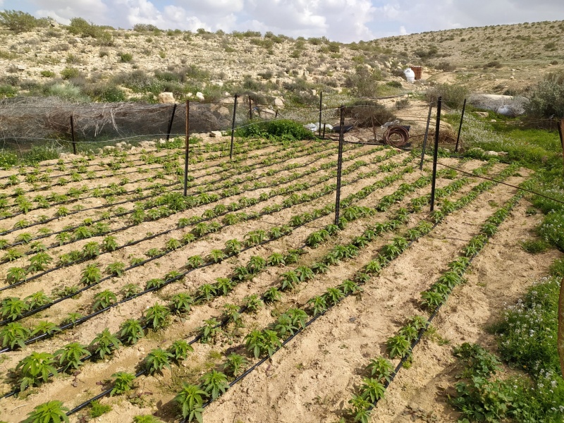 קובץ:גראסבוקרר1.jpg