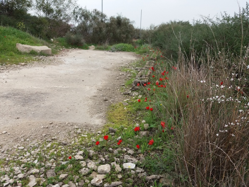 קובץ:הכנה למגרש פטאנק.jpg