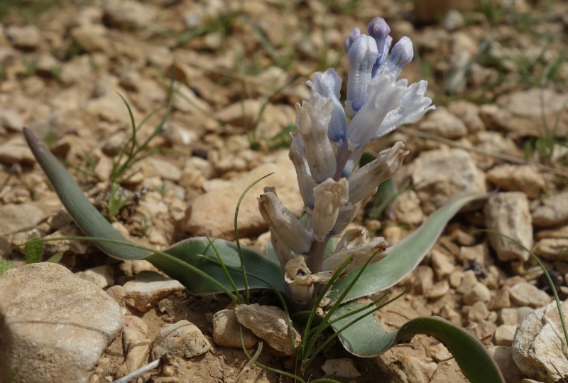 קובץ:זמזומית המדבר 14.2.20 ו.איבי-נחל י.וינר-4.JPG