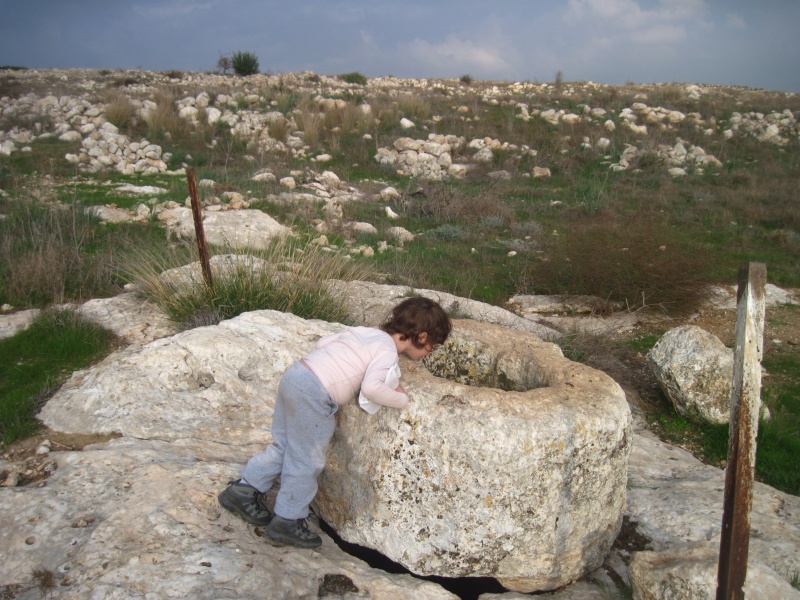 קובץ:חולייתצחר.JPG