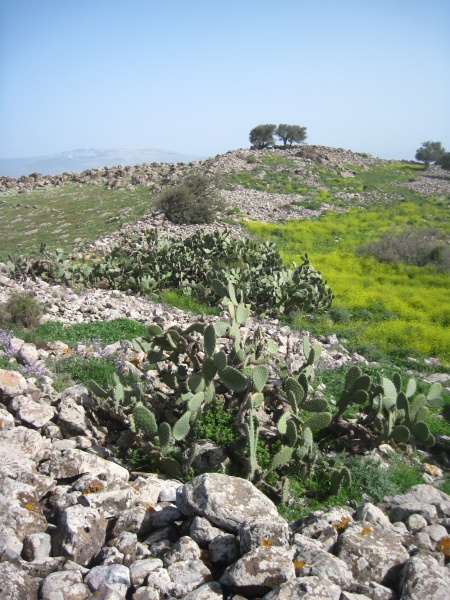 קובץ:חטיןאלקדים.JPG