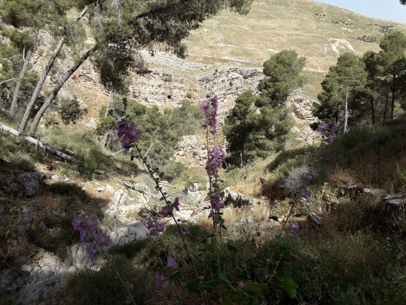 קובץ:חלתמוהורומערה.jpg