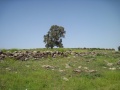 תמונה ממוזערת לגרסה מתאריך 05:37, 8 במרץ 2014