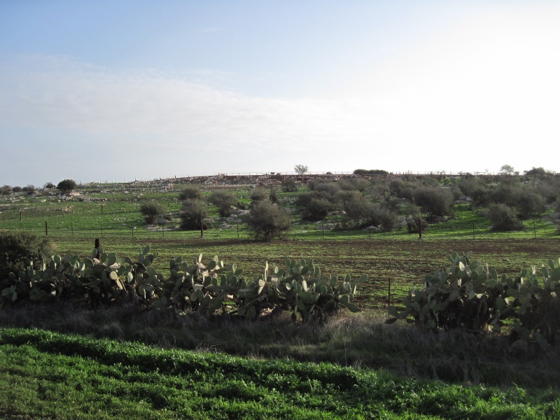 קובץ:חרבת חולף.JPG