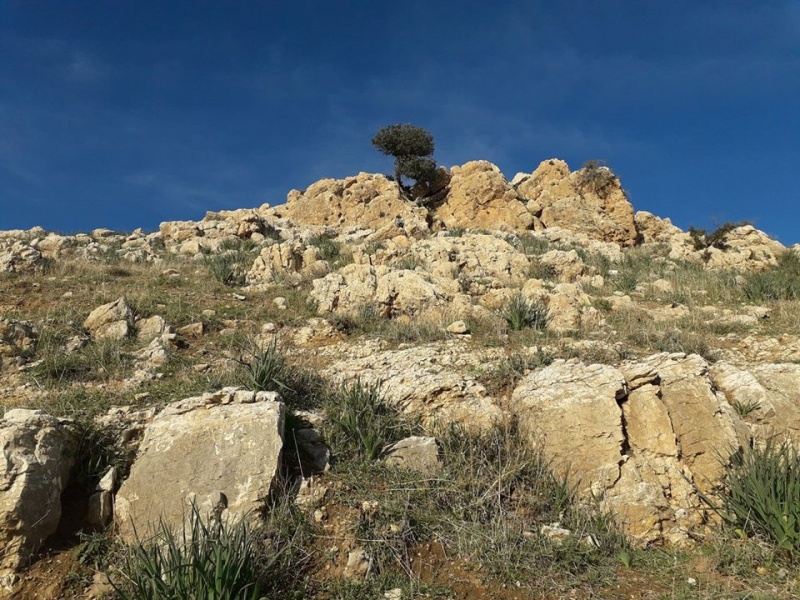 קובץ:חרובמצוקמכורה.jpg