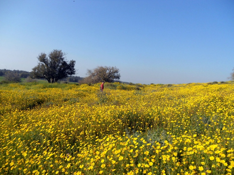 קובץ:חרציות.JPG