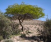 ינבוט המסקיטו מצבת-יאיר 15.4.25 נ.סרפד ש-51.jpg