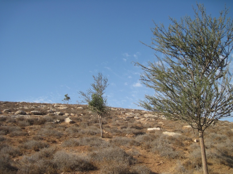 קובץ:יעריתירצפון.JPG