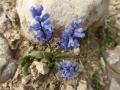 תמונה ממוזערת לגרסה מתאריך 12:15, 1 בפברואר 2024