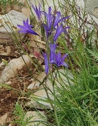 כחלית ההרים 22.5.23 הר-נמנמן חרמון ש-35.jpg