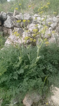 כלך החרמון 22.5.23 נ.ערער-עליון 1550מ ש-1.jpg