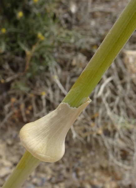 קובץ:כלך נגבי 7.5.19 מעלה-ערוד א.שטיין-1.JPG