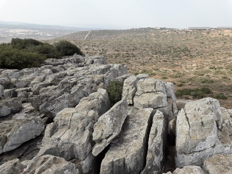 קובץ:כפתטרשיםטורען.jpg