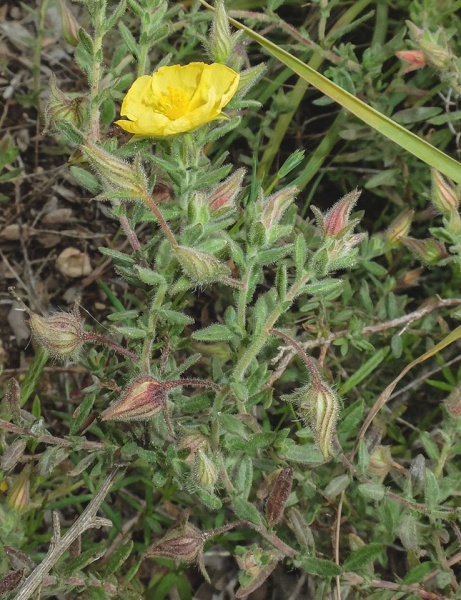 קובץ:לוטמית מאפירה 4.4.2019 רכס-כרמיה עוז.jpg