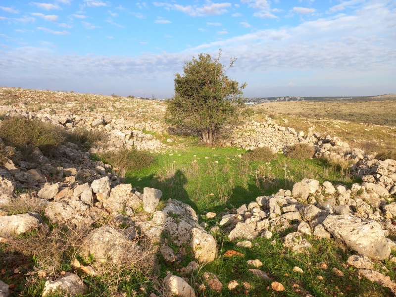 קובץ:מכלאהעץאלון.jpg