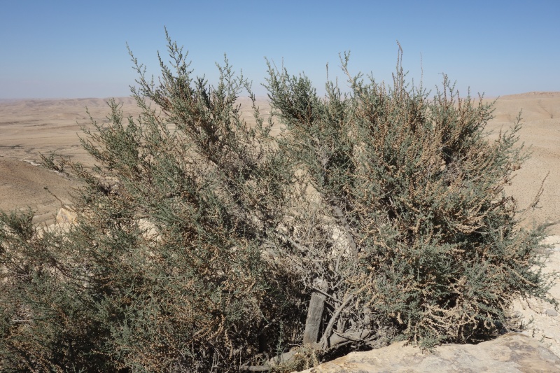 קובץ:מלחית נגדית 3.4.21 הר-חורשה י.וינר-1.JPG