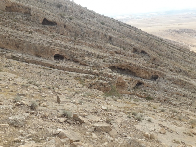 קובץ:מקבץנירןייטב.jpg