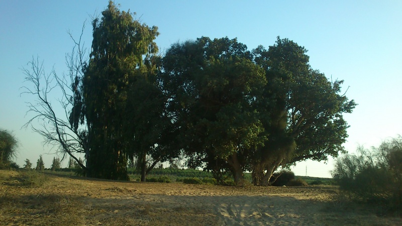 קובץ:מקום יפה לקפה חולות ניצנים.JPG