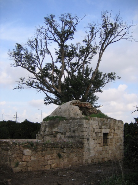 קובץ:סביל אבו נבוט.jpg