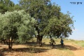 תמונה ממוזערת לגרסה מתאריך 01:40, 18 ביוני 2014