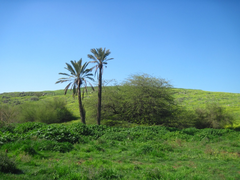 קובץ:עיןיבלה.JPG