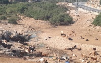 עין מעקודיה. מבט כללי. בין יקיר ועמנואל.jpg