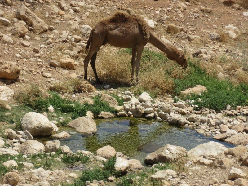 קובץ:ענותפצאלוס.jpg