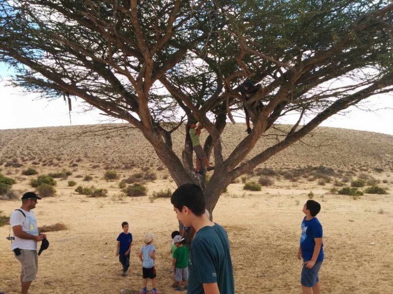 קובץ:עץ בודד במפגש נחלים.jpg