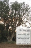 עץ השקמה תחנה 1 במסלול גבעות סתריה.jpg