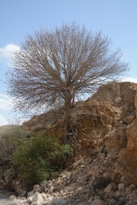 עץ עם שורשים.JPG